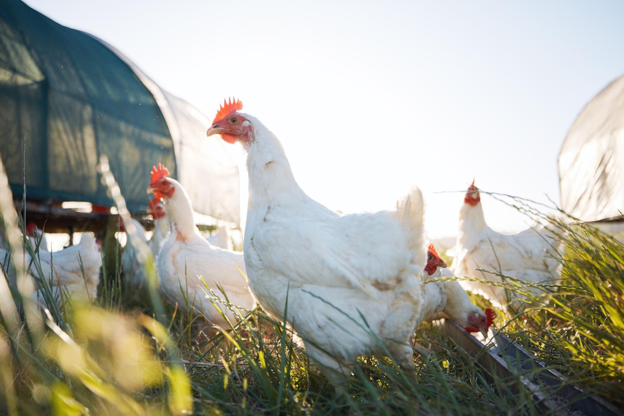 Poultry Housing Design